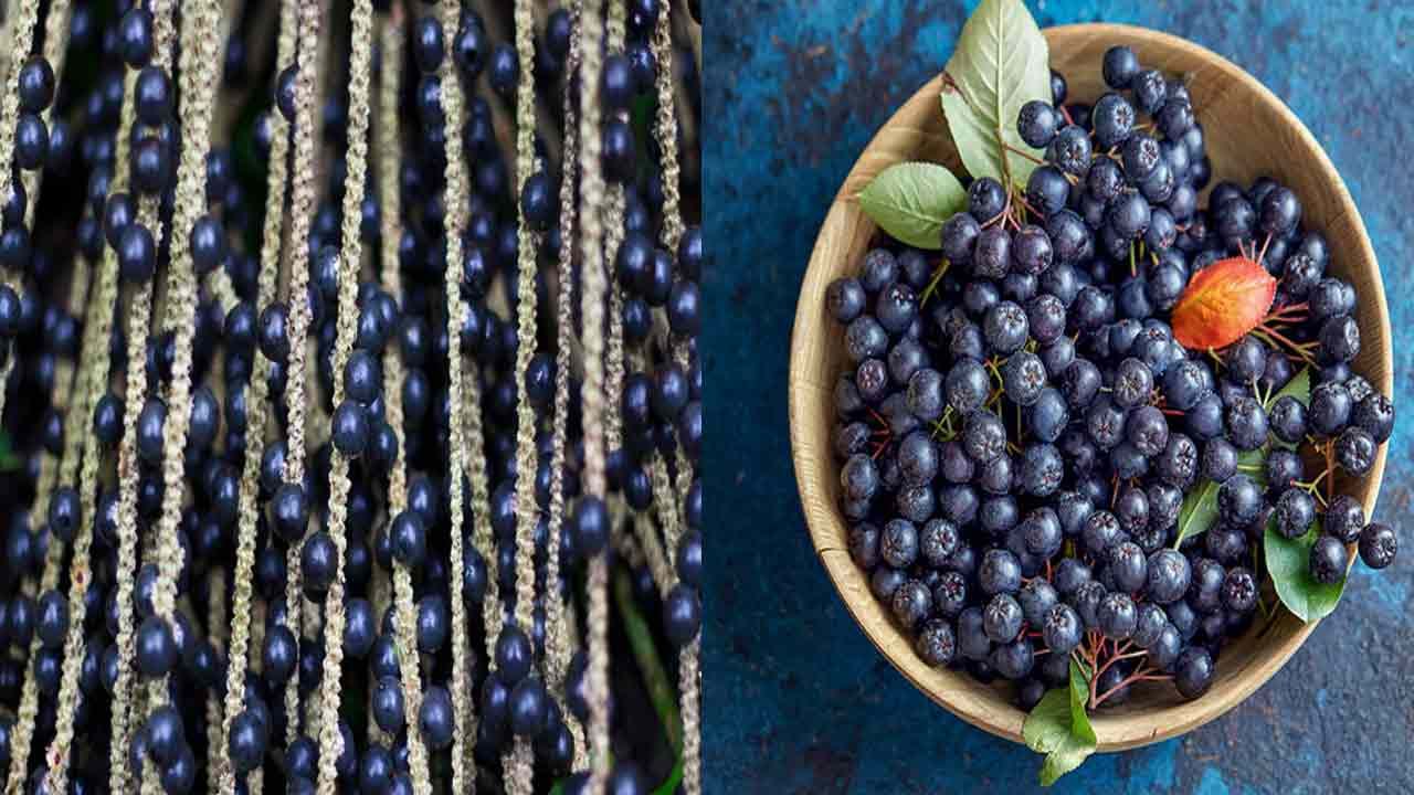 Acai Berries Benefits: అకాయ్ బెర్రీస్‌తో అనేక ఆరోగ్య ప్రయోజనాలు.. అకాల వృద్ధాప్యానికి చెక్