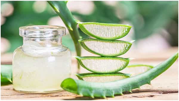 AloeVera Side Effects: ఈ వ్యక్తులు కలబందను అస్సలు తీనకూడదు.. ఏం జరుగుతుందో తెలుసుకోండి..