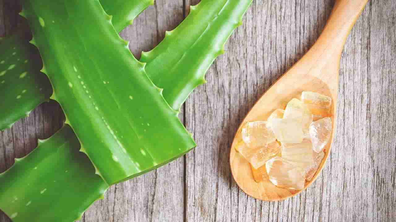 Aloe Vera: వీళ్లు కలబందను తీసుకోవడం చాలా ప్రమాదం.. ఎందుకో తెలుసుకోండి..