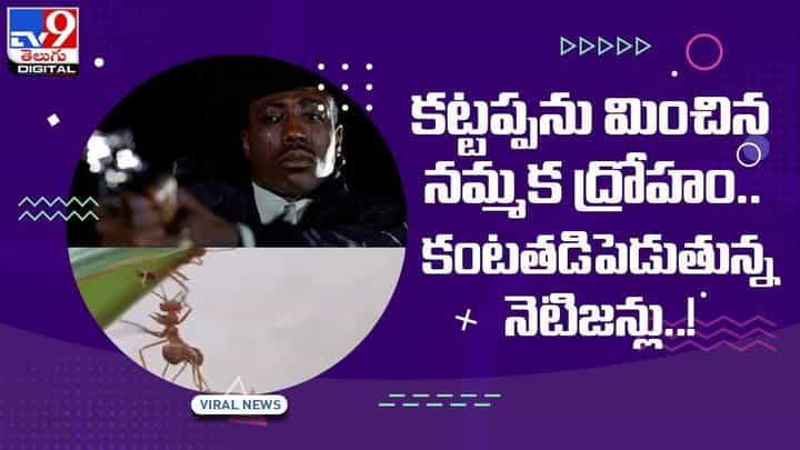 కట్టప్పలా తన ఫ్రెండ్ ని నమ్మించి మోసం చేసిన చీమ.. చూస్తే కంటతడి పెట్టక మానరు.. వీడియో కట్టప్పలా తన ఫ్రెండ్ ని నమ్మించి మోసం చేసిన చీమ.. చూస్తే కంటతడి పెట్టక మానరు.. వీడియో