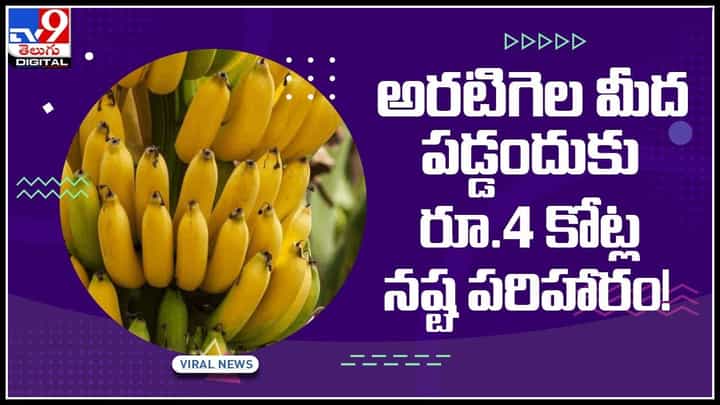 Banana Tree: అరటిగెల మీద పడ్డందుకు రూ.4 కోట్ల నష్ట పరిహారం..! సుప్రీంకోర్టు సంచలన తీర్పు.. (వీడియో) Banana Tree: అరటిగెల మీద పడ్డందుకు రూ.4 కోట్ల నష్ట పరిహారం..! సుప్రీంకోర్టు సంచలన తీర్పు.. (వీడియో)