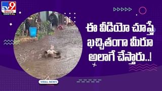 Viral Video: చీర కట్టులో వయ్యారాలు పోతున్న వానరం.. సోషల్ మీడియాలో వైరల్