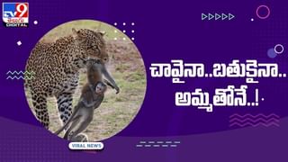 Viral Video: బాప్‌రే.. ఒకే చెట్టుకు 40 రకాల పండ్లా..!! వీడియో