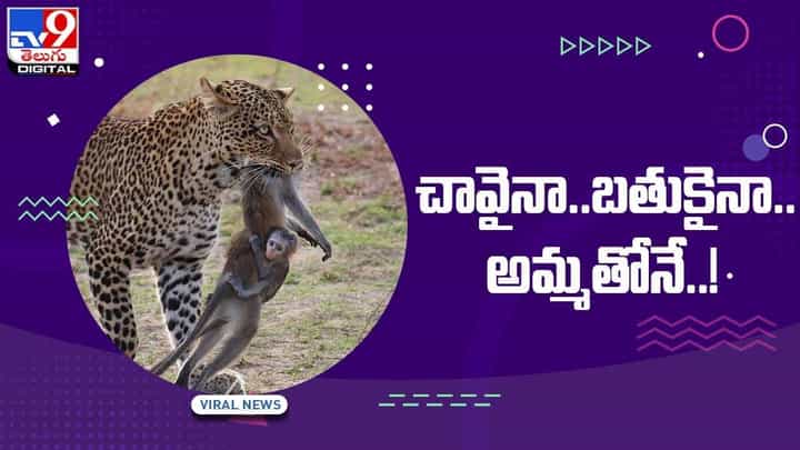 Viral Video: చావైనా, బతుకైనా అమ్మతోనే.. కోతి ఫోటో చూసి కంటతడి పెడుతున్న నెటిజెన్స్ .. Viral Video: చావైనా, బతుకైనా అమ్మతోనే.. కోతి ఫోటో చూసి కంటతడి పెడుతున్న నెటిజెన్స్ ..