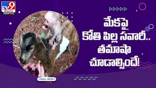 బస్సుపై ఏనుగు దాడి.. డ్రైవర్‌ సమయస్పూర్తితో తప్పిన ప్రమాదం.. వీడియో