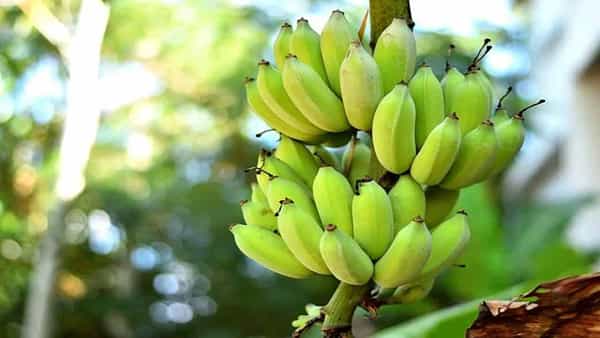 Viral News: కూలీ తలపై పడిన అరటిపండ్లు.. 4 కోట్ల పరిహారం చెల్లించుకున్న యజమాని..!