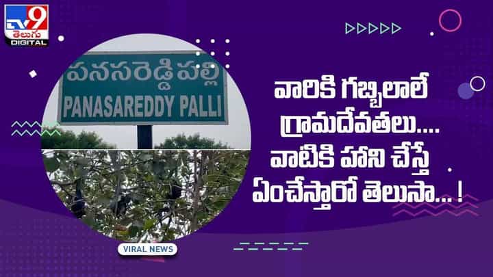 Viral Video: వారికి గబ్బిలాలే గ్రామదేవతలు.. వాటికి హాని చేస్తే ఏంచేస్తారో తెలుసా... ! వీడియో Viral Video: వారికి గబ్బిలాలే గ్రామదేవతలు.. వాటికి హాని చేస్తే ఏంచేస్తారో తెలుసా... ! వీడియో