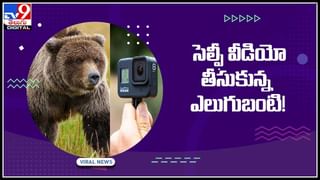 Viral Video: క్యూట్ క్యాట్.. దత్తత తీసుకోవాలంటూ ఎంత ముద్దుగా వెంట పడిందో..! వైరలవుతోన్న వీడియో