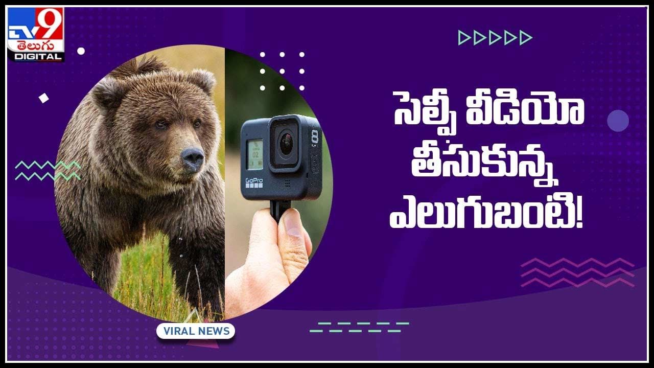 Bear selfie Video: సెల్ఫీ వీడియో తీసుకున్న ఎలుగుబంటి..! నాలుగున్నర మిలియన్‌ వ్యూస్‌తో వైరల్‌..