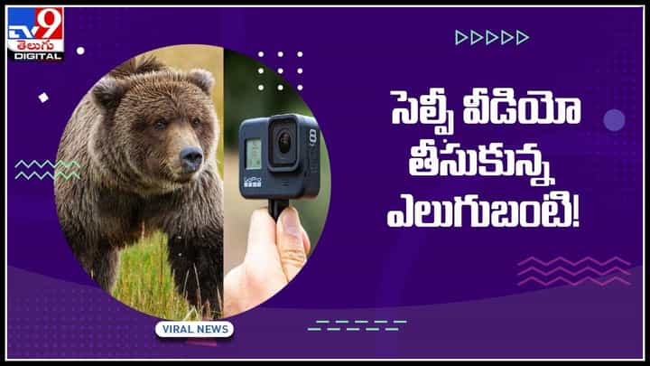 Bear selfie Video: సెల్ఫీ వీడియో తీసుకున్న ఎలుగుబంటి..! నాలుగున్నర మిలియన్ వ్యూస్తో వైరల్.. Bear selfie Video: సెల్ఫీ వీడియో తీసుకున్న ఎలుగుబంటి..! నాలుగున్నర మిలియన్ వ్యూస్తో వైరల్..
