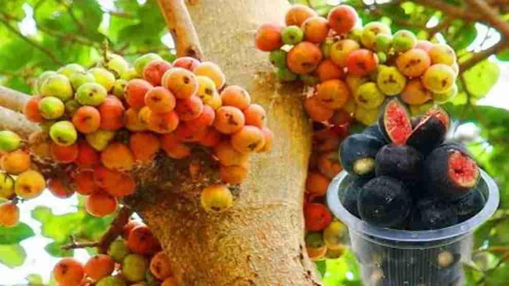 Bedu Fruit: బేడూ ఫ్రూట్ ఒక న్యాచ్‌రల్‌ పెయిన్‌ కిల్లర్.. ఎక్కడ దొరుకుతుందో తెలుసా..?