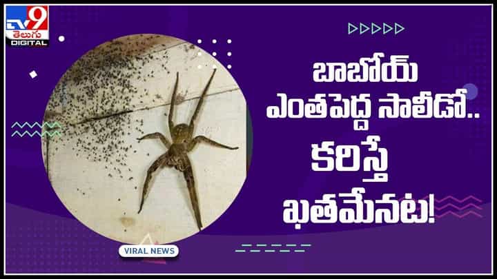 Big Spider Video: బాబోయ్ ఎంతపెద్ద సాలీడో..కరిస్తే ఖతమేనట..! కానీ దీని వెనుకో ఇంకో కథ.. (వీడియో) Big Spider Video: బాబోయ్ ఎంతపెద్ద సాలీడో..కరిస్తే ఖతమేనట..! కానీ దీని వెనుకో ఇంకో కథ.. (వీడియో)