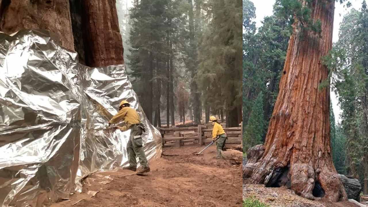 Oldest Tree in the World: ప్రమాదంలో ప్రపంచంలోనే అతి పురాతన చెట్టు.. కాపాడేందుకు తీవ్రంగా శ్రమిస్తున్న సిబ్బంది..