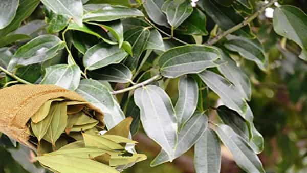 Biryani Leaf: బిర్యానీ ఆకు సాగుతో లక్షల్లో సంపాదన.. కేవలం 50 మొక్కలతో ఆదాయం ఎంతో తెలిస్తే..