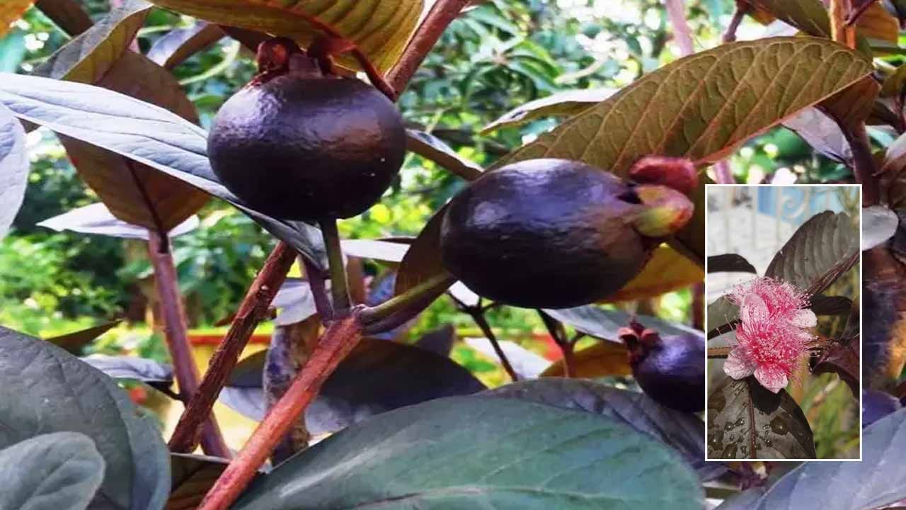 Black Guava: నల్ల జామతో వృద్ధాప్యానికి చెక్.. కొత్త వంగడాన్ని సృష్టించిన శాస్త్రవేత్తలు