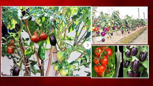 Brinjal + Tomato = Brimato: అవును ఇది నిజం నమ్మండి.. ఒకే మొక్కకు వంకాయ, టమాటాలు..