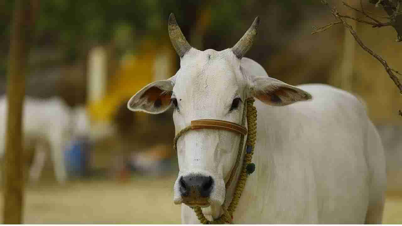 Rare Case: వృద్ధురాలిని పొడిచిన ఆవు.. యజమానిపై కేసు నమోదు చేసిన పోలీసులు