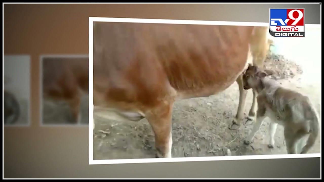 Calf Viral Video: రెండు తలలు, మూడు కళ్లతో జన్మించిన లేగదూడ.. అమ్మవారి లీల అంటున్న నెటిజన్లు..(వైరల్ వీడియో)