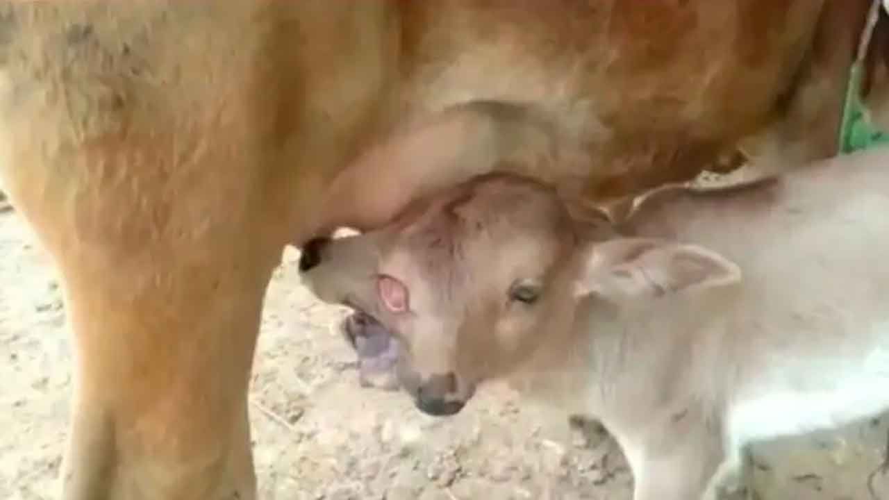 Calf Born With 2 Heads: రెండు తలలతో వింత లేగ దూడ జననం.. దుర్గాదేవి అవతారంగా పూజలు ఎక్కడంటే..