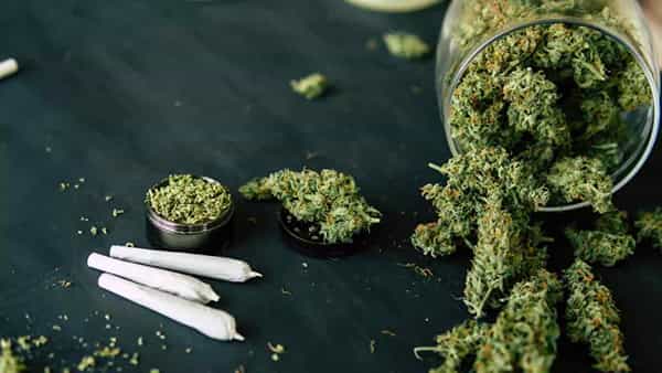 Cannabis: హైదరాబాద్లో గంజాయి కోసం స్టూడెంట్స్ వెంపర్లాట... ఒక్క రాత్రే 100 మంది అదుపులోకి