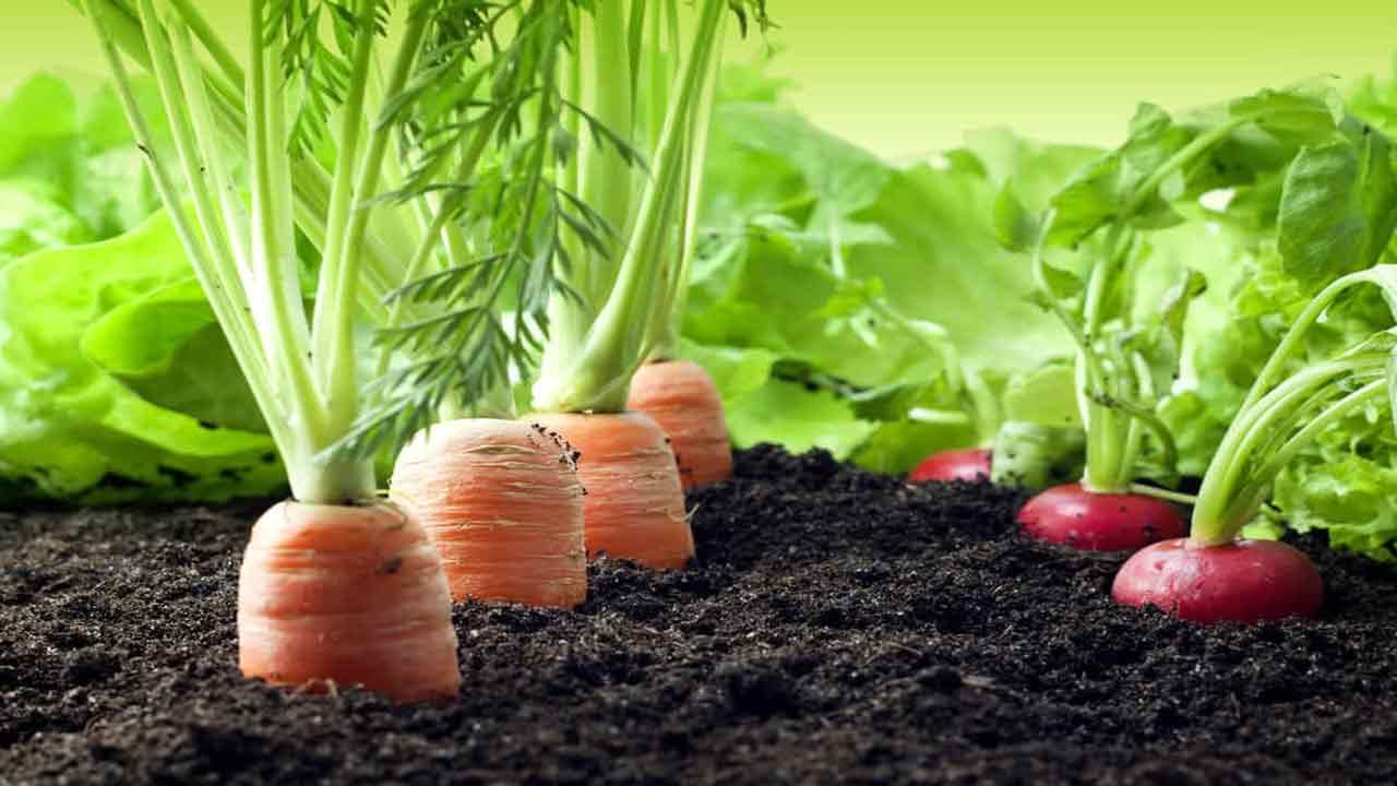 Carrot farming: రైతుకు వరంగా మారుతున్న రుధిర క్యారెట్ సాగు.. అతి తక్కువ సమయంలో ఎక్కవ దిగుబడి..