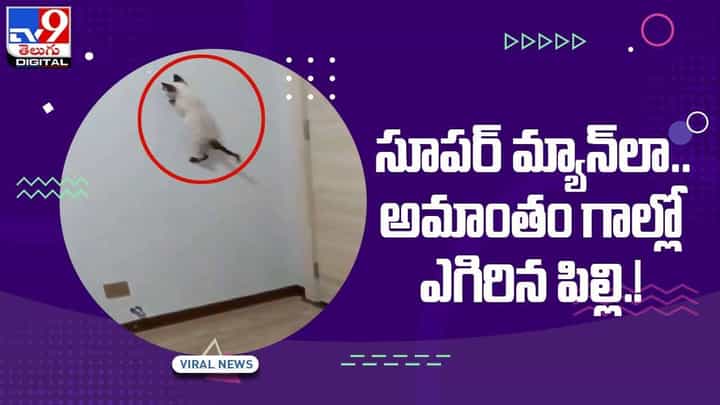 Viral Video: స్పైడర్మాన్లా గోడపై పరుగులు పెట్టిన పిల్లి.. వీడియో Viral Video: స్పైడర్మాన్లా గోడపై పరుగులు పెట్టిన పిల్లి.. వీడియో