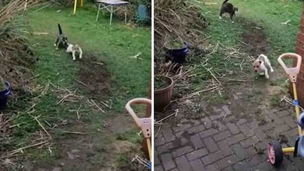 Viral Video: వేటాడాలనుకుంది.. కానీ పరుగులు తీసింది.. కుక్కకు చుక్కలు చూపించిన పిల్లి.. వీడియో..