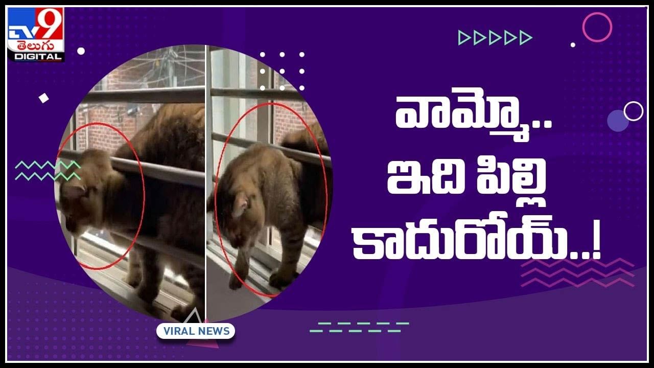 Cat Viral Video: ఈ పిల్లి చేసిన పని చూస్తే.. మీ కళ్లను మీరే నమ్మలేరు.. నెట్టింట వైరల్‌ అవుతున్న ఫన్నీ వీడియో