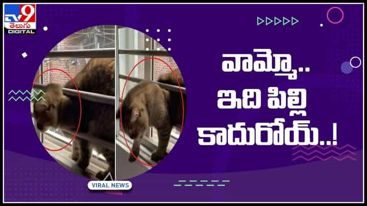 Cat Viral Video: ఈ పిల్లి చేసిన పని చూస్తే.. మీ కళ్లను మీరే నమ్మలేరు.. నెట్టింట వైరల్ అవుతున్న ఫన్నీ వీడియో Cat Viral Video: ఈ పిల్లి చేసిన పని చూస్తే.. మీ కళ్లను మీరే నమ్మలేరు.. నెట్టింట వైరల్ అవుతున్న ఫన్నీ వీడియో