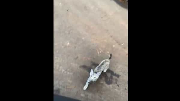 Viral Video: క్యూట్ క్యాట్.. దత్తత తీసుకోవాలంటూ ఎంత ముద్దుగా వెంట పడిందో..! వైరలవుతోన్న వీడియో