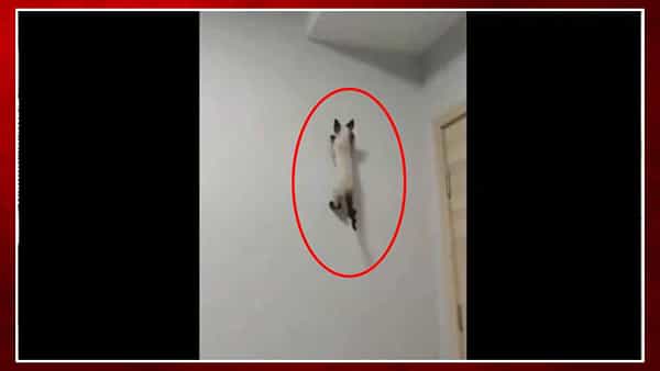 Viral Video: ఇది మామూలు మార్జాలం కాదురో.. స్పైడర్మాన్లా గోడపై పరుగులు పెట్టిన పిల్లి..