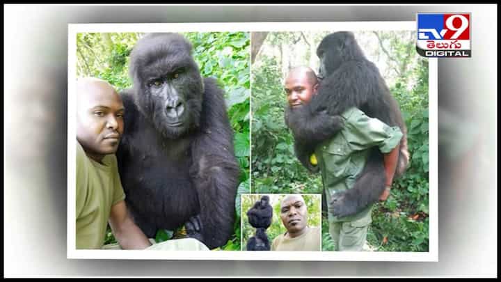 Gorilla in caretakers lap: సంరక్షుడి ఒడిలో ప్రాణాలొదిన సెలబ్రిటీ గొరిల్లా.. హృదయాలను కదిలిస్తున్న గొరిల్లా మరణం వీడియో.. Gorilla in caretakers lap: సంరక్షుడి ఒడిలో ప్రాణాలొదిన సెలబ్రిటీ గొరిల్లా.. హృదయాలను కదిలిస్తున్న గొరిల్లా మరణం వీడియో..