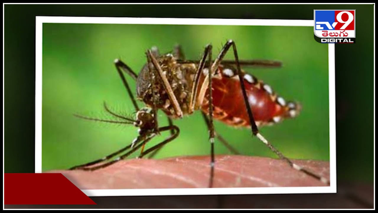Dengue Deaths: డేంజర్ బెల్స్ మోగిస్తున్న డెంగ్యూ.. మంచాన పడ్డ దేశ రాజధాని..