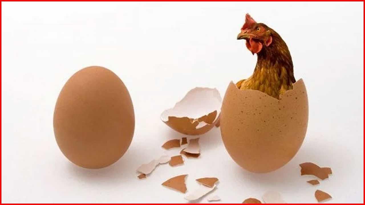 Egg or Chicken: కోడి ముందా? గుడ్డు ముందా?.. సమాధానం దొరికేసిందోచ్.. పూర్తి వివరాలు మీకోసం..