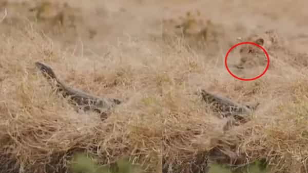 Viral Video: మానిటర్ బల్లిపై చిరుత మెరుపు దాడి.. ఎటాక్ మాములుగా లేదు.. వీడియో చూస్తే షాకవుతారు.!