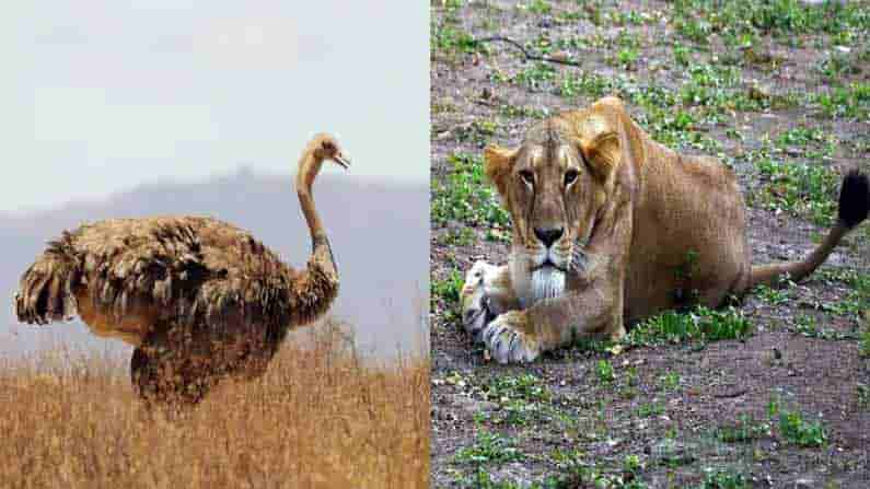 Corona Virus: జూలో కరోనా వైరస్ కల్లోలం.. ఏడు పక్షులు, సింహం ఆకస్మికంగా మృతి.. ఎక్కడంటే..