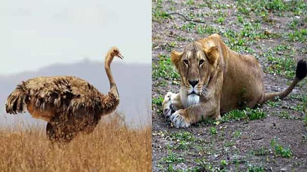 Corona Virus: జూలో కరోనా వైరస్ కల్లోలం.. ఏడు పక్షులు, సింహం ఆకస్మికంగా మృతి.. ఎక్కడంటే..
