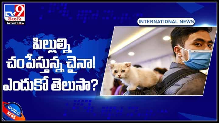 China Kills Cats Video: పిల్లుల్ని చంపేస్తున్నా చైనా.. ఎందుకో తెలిస్తే షాక్ అవుతారు.. మూగజీవాలా ప్రాణంతో ఆటలు..(వీడియో) China Kills Cats Video: పిల్లుల్ని చంపేస్తున్నా చైనా.. ఎందుకో తెలిస్తే షాక్ అవుతారు.. మూగజీవాలా ప్రాణంతో ఆటలు..(వీడియో)