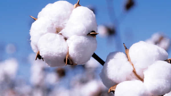 Today Cotton Price: దూసుకుపోతున్న తెల్ల బంగారం.. రికార్డ్ బ్రేక్ చేస్తోన్న పత్తి ధర