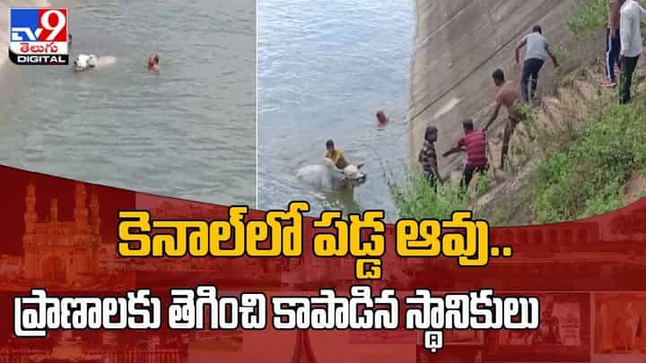 Karimnagar: కెనాల్లో పడ్డ ఆవు.. ప్రాణాలకు తెగించి కాపాడిన స్థానికులు.. వీడియో Karimnagar: కెనాల్లో పడ్డ ఆవు.. ప్రాణాలకు తెగించి కాపాడిన స్థానికులు.. వీడియో