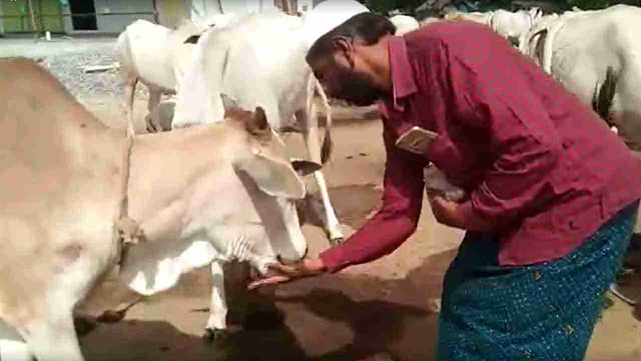 Cow protection: గోవులను సంరక్షించి తనకున్న భక్తి.. ప్రేమను చాటుతున్న చాంద్ భాషా, పవన్ కళ్యాణ్ ప్రశంసలు