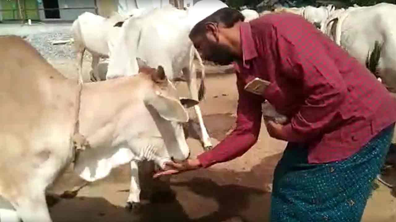 Cow protection: గోవులను సంరక్షించి తనకున్న భక్తి.. ప్రేమను చాటుతున్న చాంద్ భాషా, పవన్ కళ్యాణ్ ప్రశంసలు