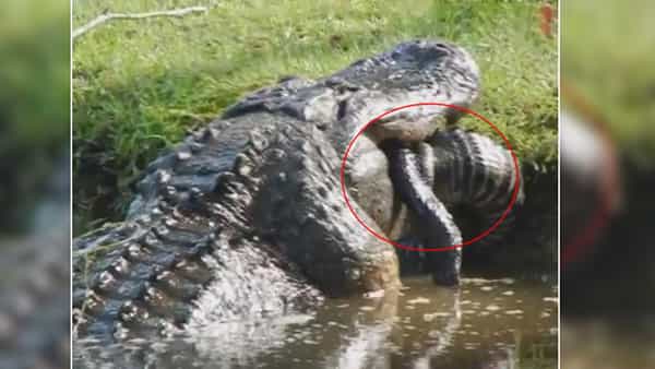 Viral Video: మొసలిని నమిలి తినేసిన మరో మొసలి.. వీడియో చూస్తే వెన్నులో వణుకు పుట్టాల్సిందే.!