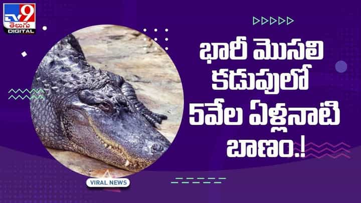 Viral Video: భారీ మొసలి కడుపులో 5వేల ఏళ్లనాటి బాణం.! వీడియో Viral Video: భారీ మొసలి కడుపులో 5వేల ఏళ్లనాటి బాణం.! వీడియో
