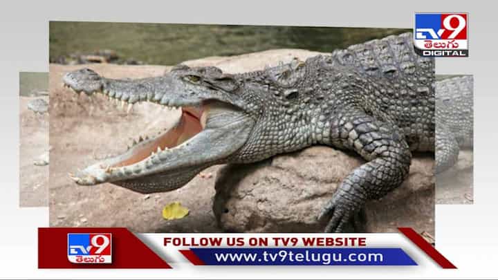 Viral Video: చిన్నపిల్లలా మొసలిని ఎతుకున్న వ్యక్తి..! వీడియో చూస్తే షాక్ అవ్వాల్సిందే.. Viral Video: చిన్నపిల్లలా మొసలిని ఎతుకున్న వ్యక్తి..! వీడియో చూస్తే షాక్ అవ్వాల్సిందే..