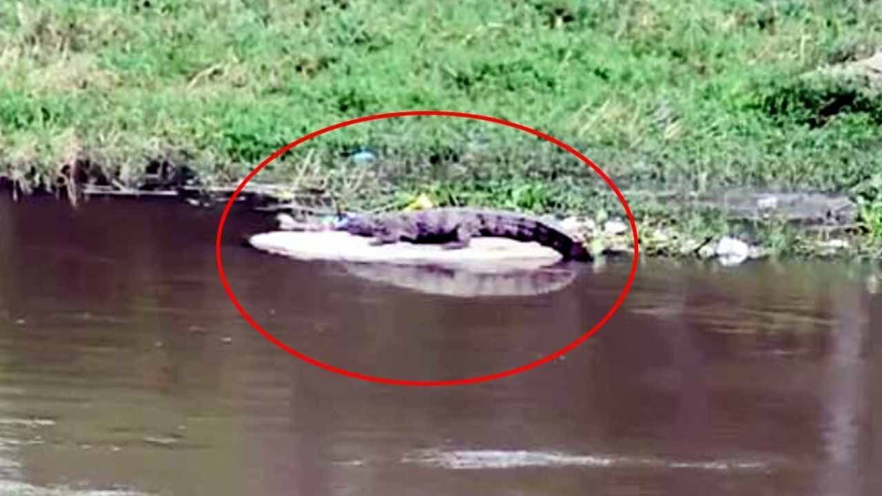 Crocodile in musi: మూసీలో మొస‌లి కలకలం… భ‌యాందోళ‌న‌లో స్థానికులు