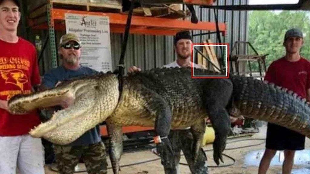 Crocodile: 13 అడుగుల భారీ మొసలిని పట్టుకున్న వేటగాడు.. కడుపులో 5 వేల ఏళ్లనాటి బాణం.. Crocodile: 13 అడుగుల భారీ మొసలిని పట్టుకున్న వేటగాడు.. కడుపులో 5 వేల ఏళ్లనాటి బాణం..