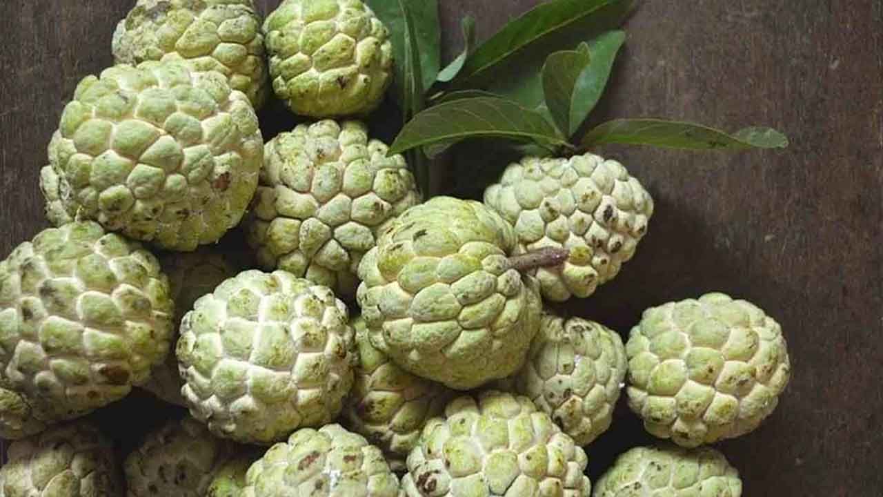 Custard Apple: అందరూ ఇష్టంగా తినే సీతాఫలంలో అద్భుత ఔషధ గుణాలు.. ఇవి తెలిస్తే మరింత ఇష్టంగా తింటారు..