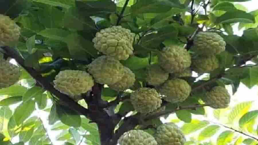 Custard Apple: సిరులు కురిపిస్తున్న సీతాఫలం.. 6 ఎకరాల బంజరు భూమిలో 40 లక్షల పంట..