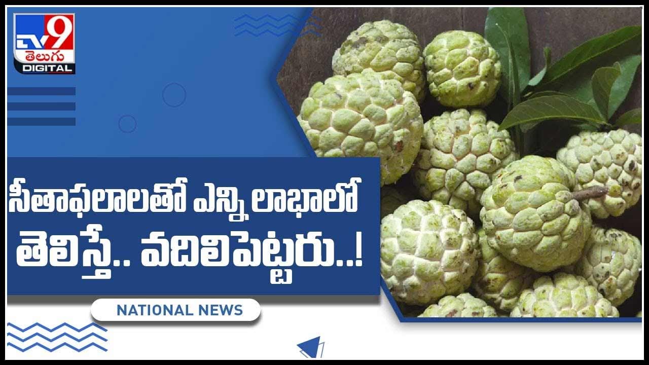 Custard Apple Benefits: సీతాఫలాలతో ఎన్ని లాభాలో అదిరిపోయే బెనిఫిట్స్‌.. తెలిస్తే.. వదిలిపెట్టరు..! (వీడియో)